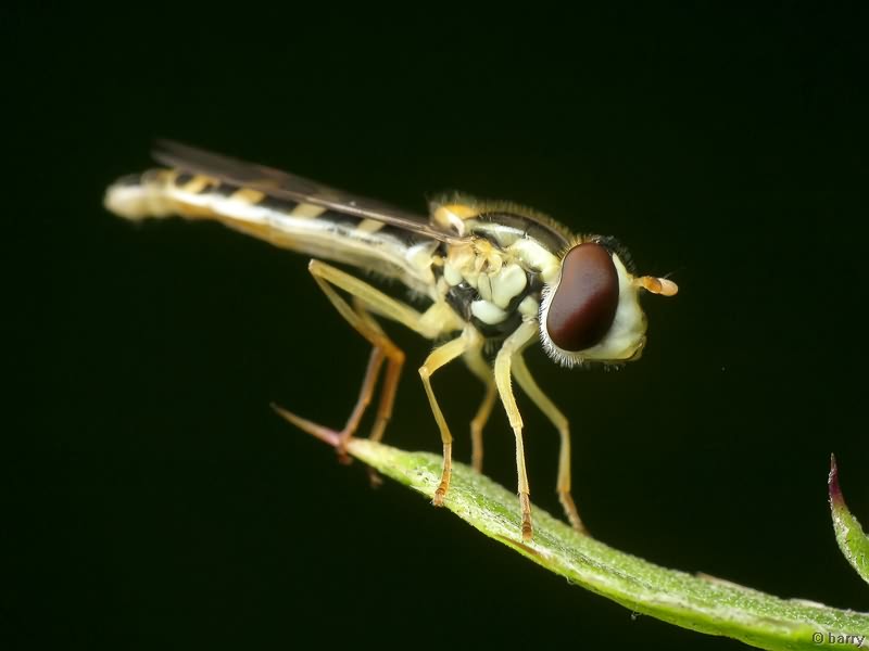 Sphaerophoria scripta (Linné, 1758)